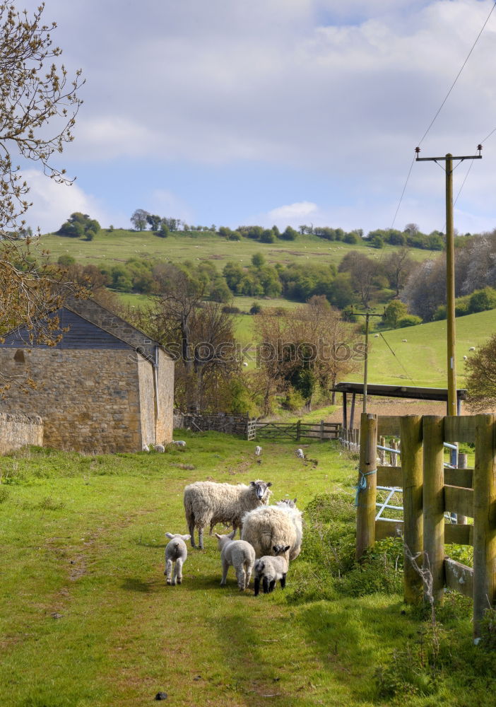 Similar – Rush hour in Schottland