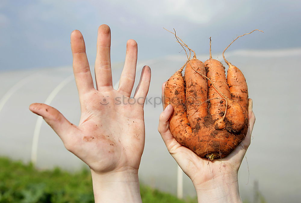 Similar – Image, Stock Photo Collect potatoes Vegetable