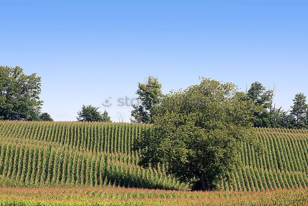 Similar – Tractor and vineyard