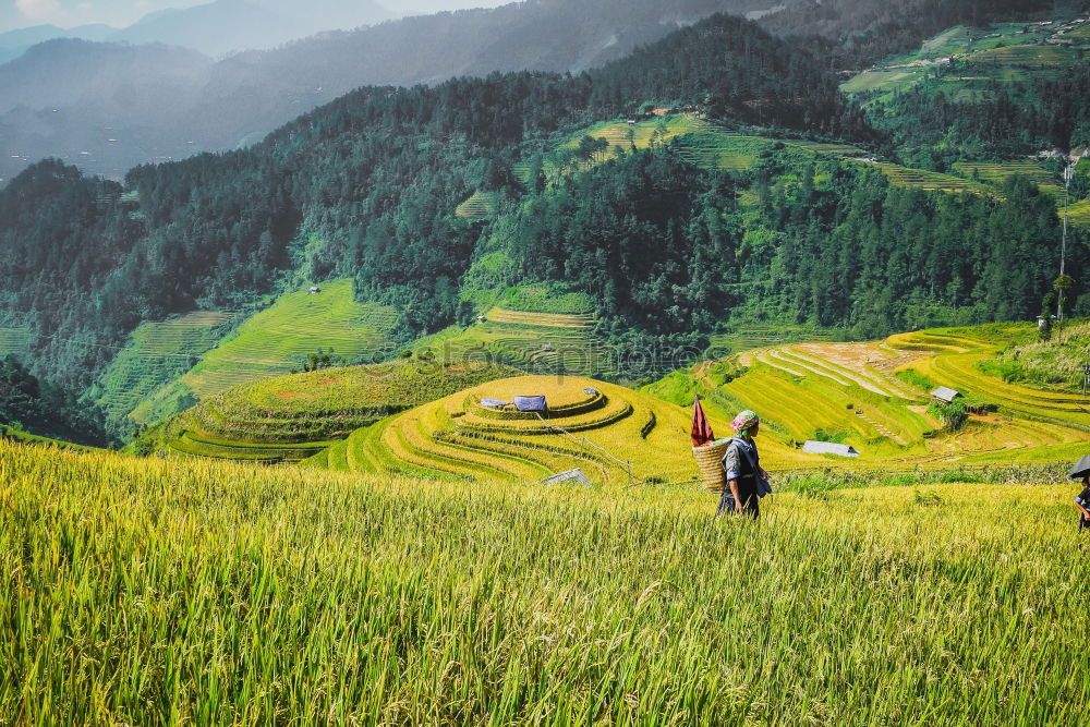 Similar – Image, Stock Photo Nepal’s Children Asia