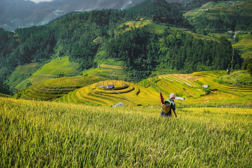 Similar – Image, Stock Photo Nepal’s Children Asia