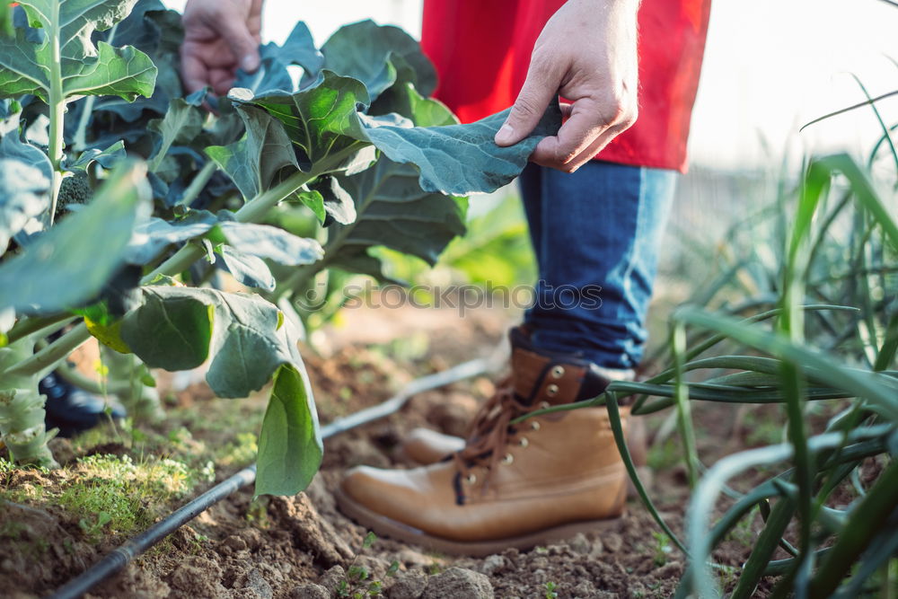 Similar – Image, Stock Photo in the land of strawberries