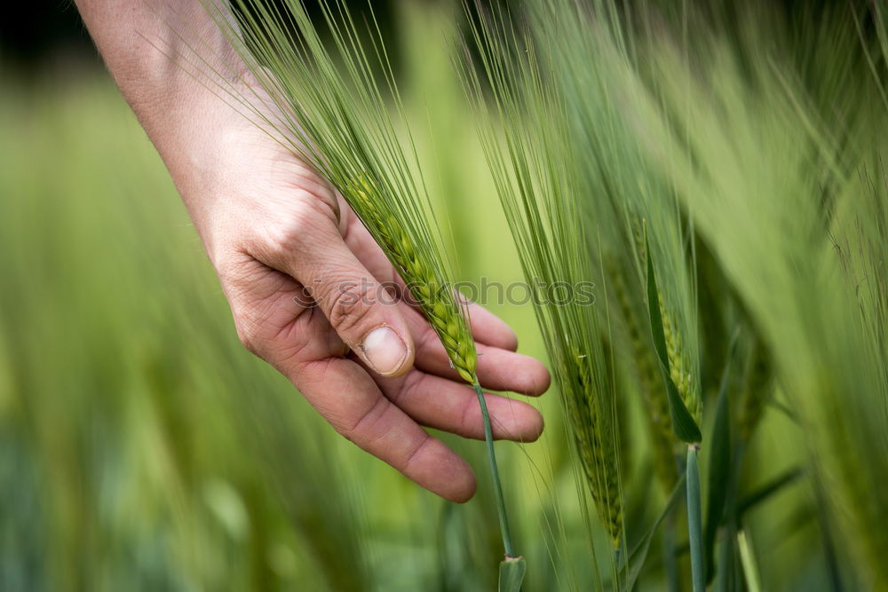 Similar – Image, Stock Photo Crop person walking in summer field