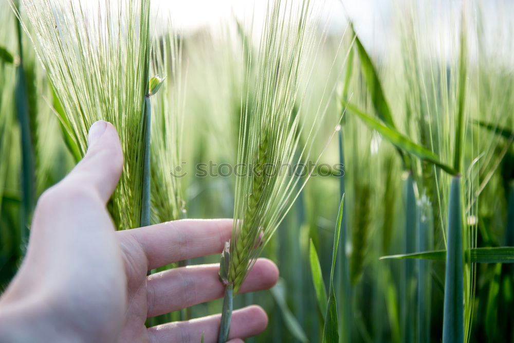 Similar – Image, Stock Photo Crop person walking in summer field