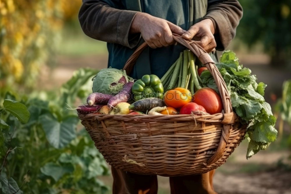 Similar – Image, Stock Photo Vegetable harvest;