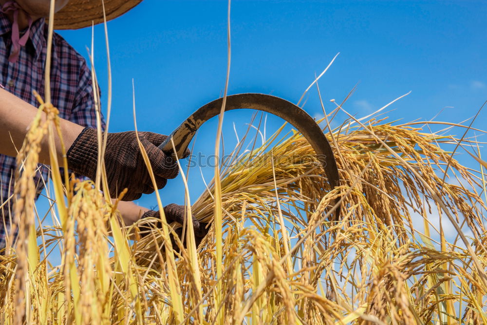 Similar – Image, Stock Photo Crop person walking in summer field