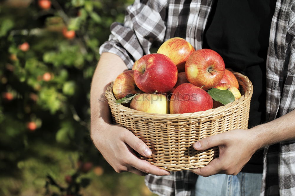 Apple harvest Gardening