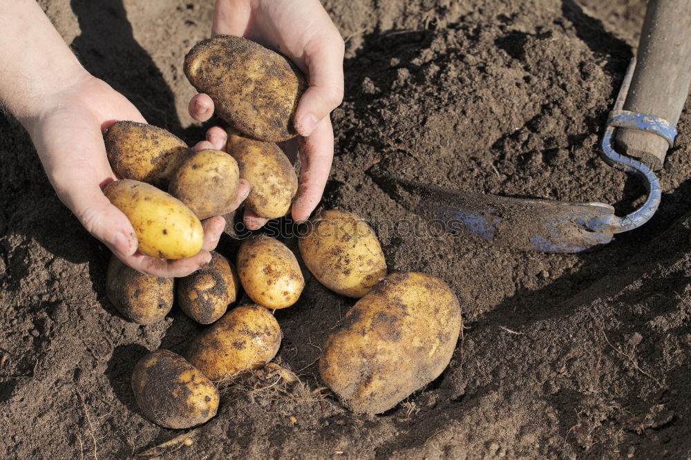 Planting potatoes