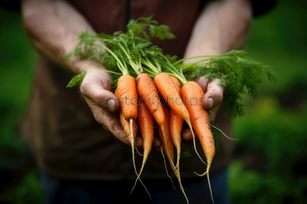 Similar – baby carrot Food Vegetable