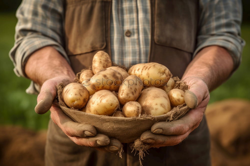 Similar – Planting potatoes