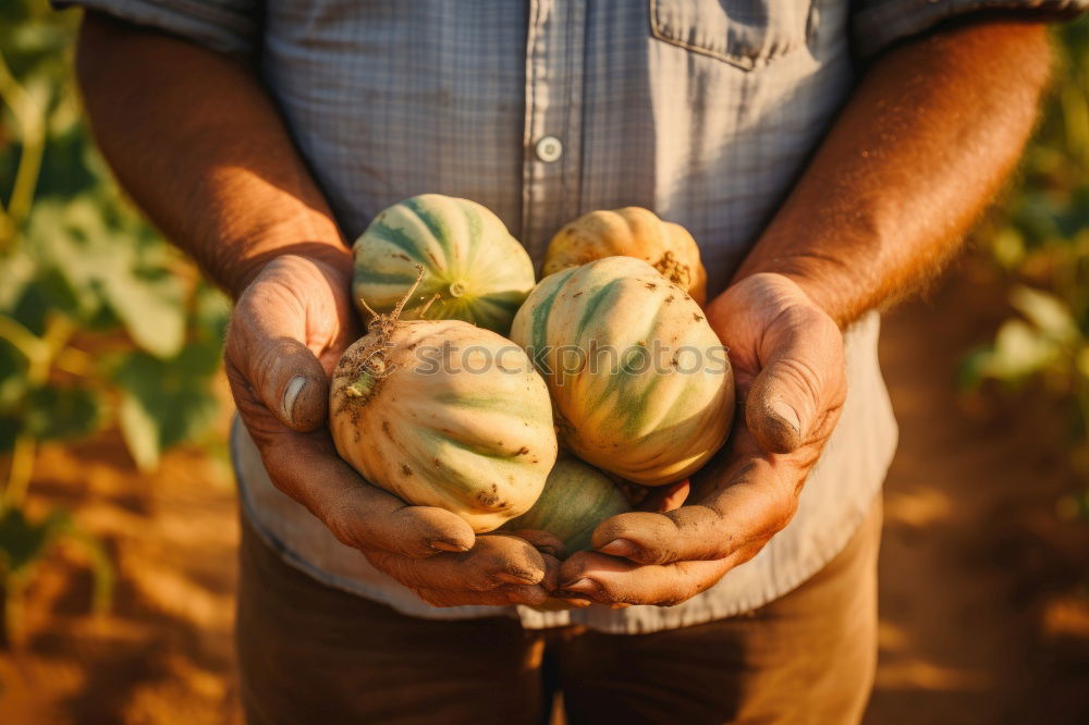 Similar – Image, Stock Photo Fresh pumpkin harvested by hand