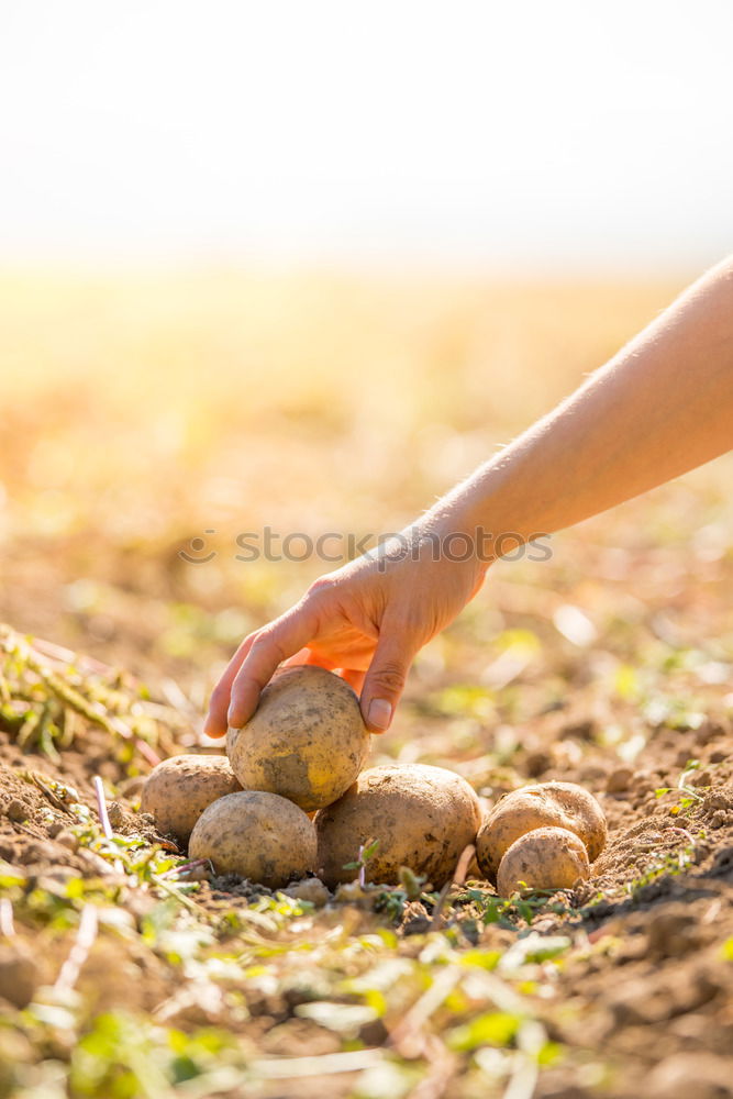 Similar – Image, Stock Photo clam digger