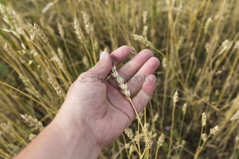 Similar – Image, Stock Photo Grain in hand Food