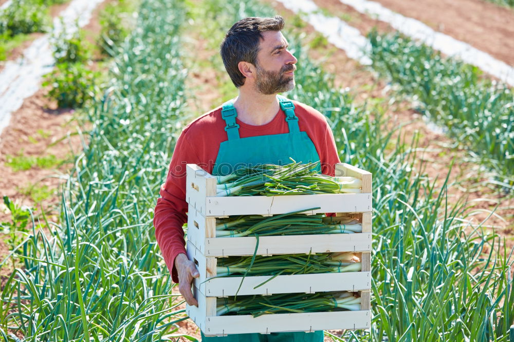 Similar – Image, Stock Photo Harvesting spinach from a vegetable field