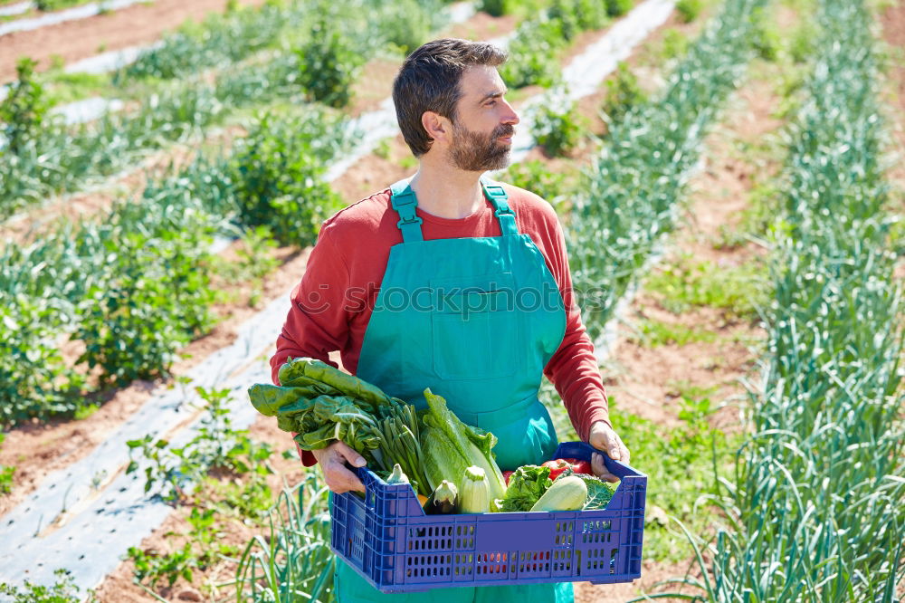 Similar – Image, Stock Photo Harvesting spinach from a vegetable field