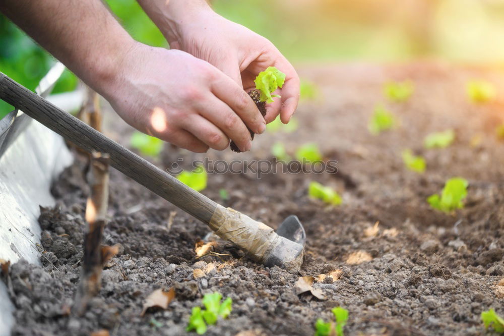 Similar – Picking radishes in the garden