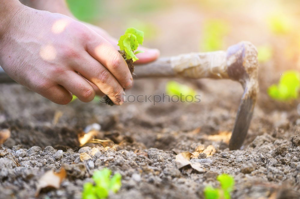 Picking radishes in the garden