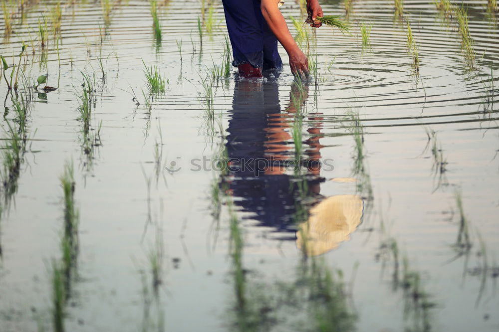 Similar – Image, Stock Photo Kid with pumpkin in Halloween