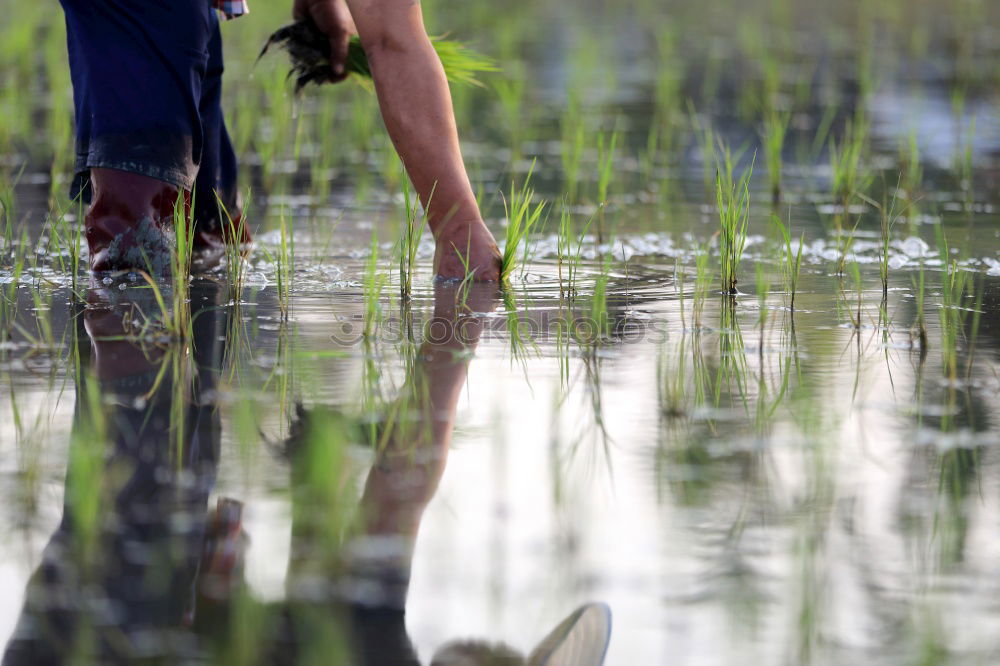 Similar – barefoot in the grass