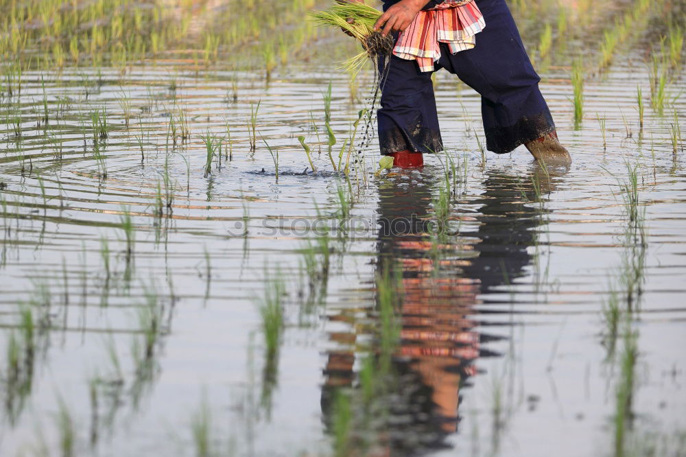 Similar – Image, Stock Photo Woman enjoying the evening sun with a colourful umbrella on a bench in the reeds by the lake