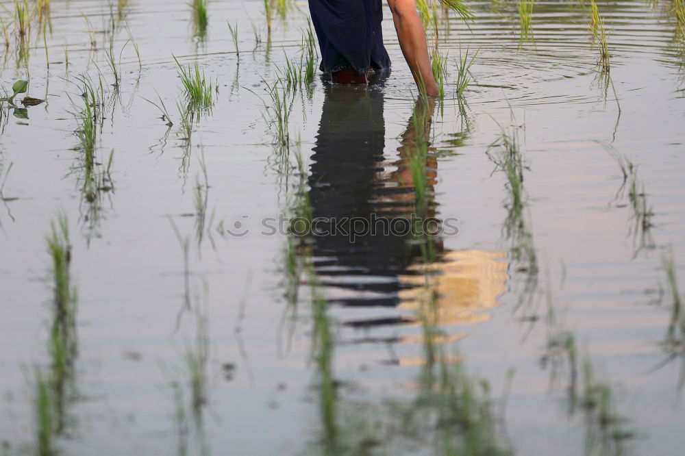 Similar – Image, Stock Photo Who searches finds