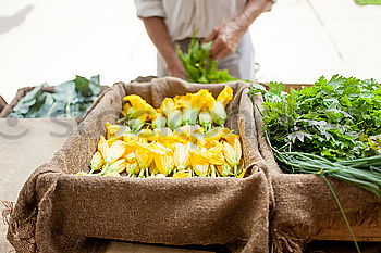 Similar – Image, Stock Photo Children’s hands holding pole beans