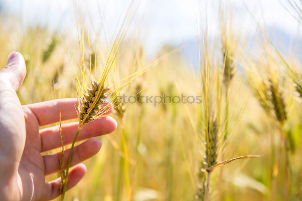 Similar – Image, Stock Photo Crop person walking in summer field