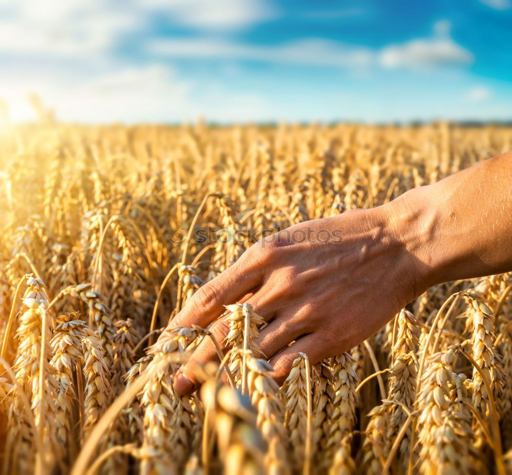 Similar – Crop person walking in summer field