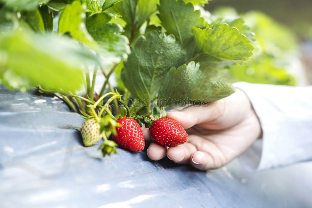 Similar – Image, Stock Photo Woman hold bunch of radishes