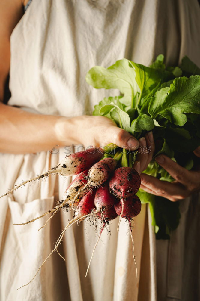 Similar – Image, Stock Photo female hands holding three red onions