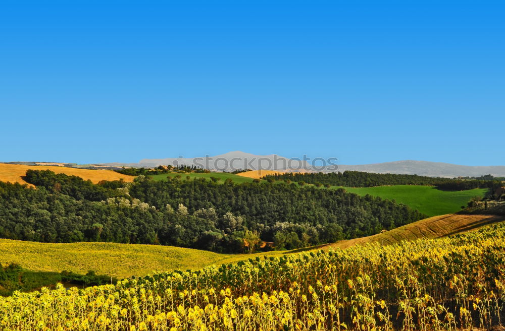 Similar – Tractor and vineyard