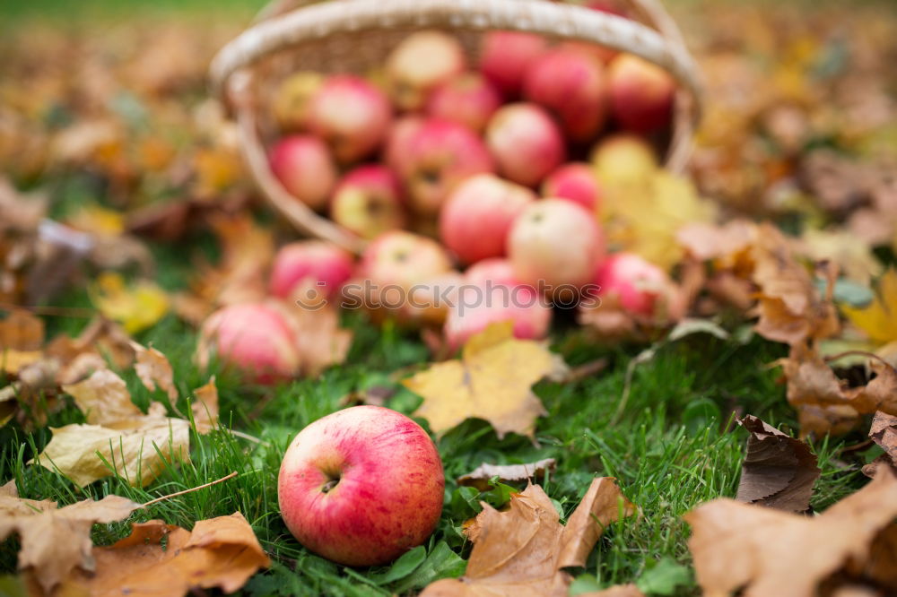 Similar – Image, Stock Photo the last apples of the year