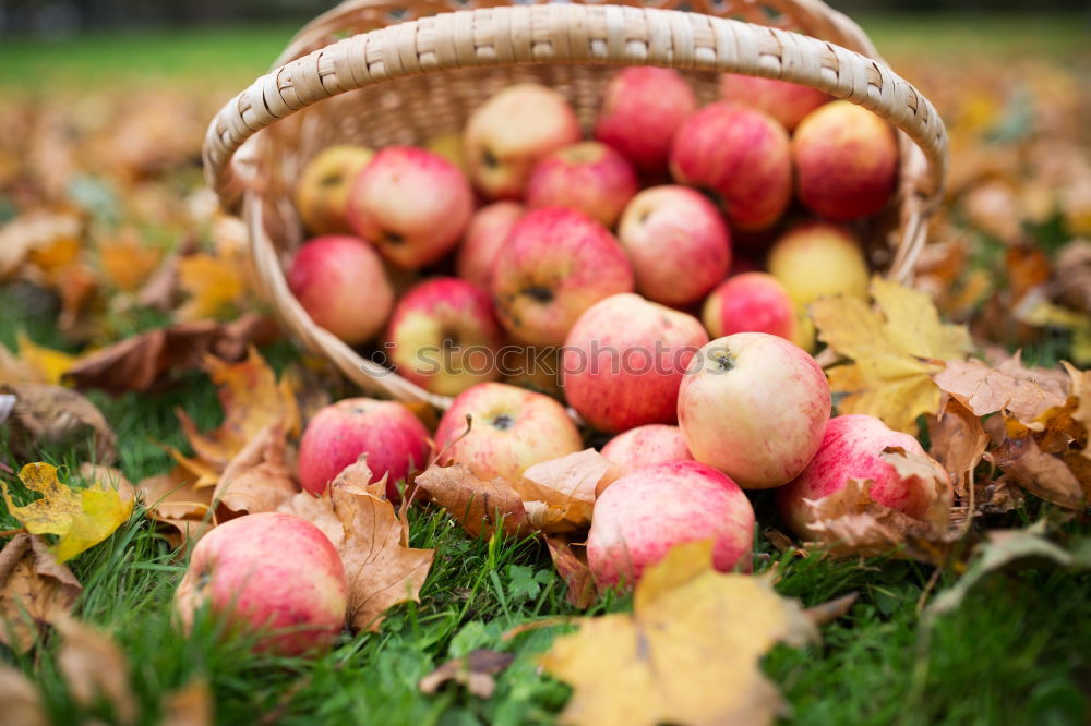 Similar – Image, Stock Photo the last apples of the year