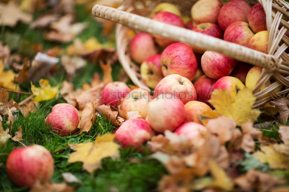 Similar – Image, Stock Photo the last apples of the year