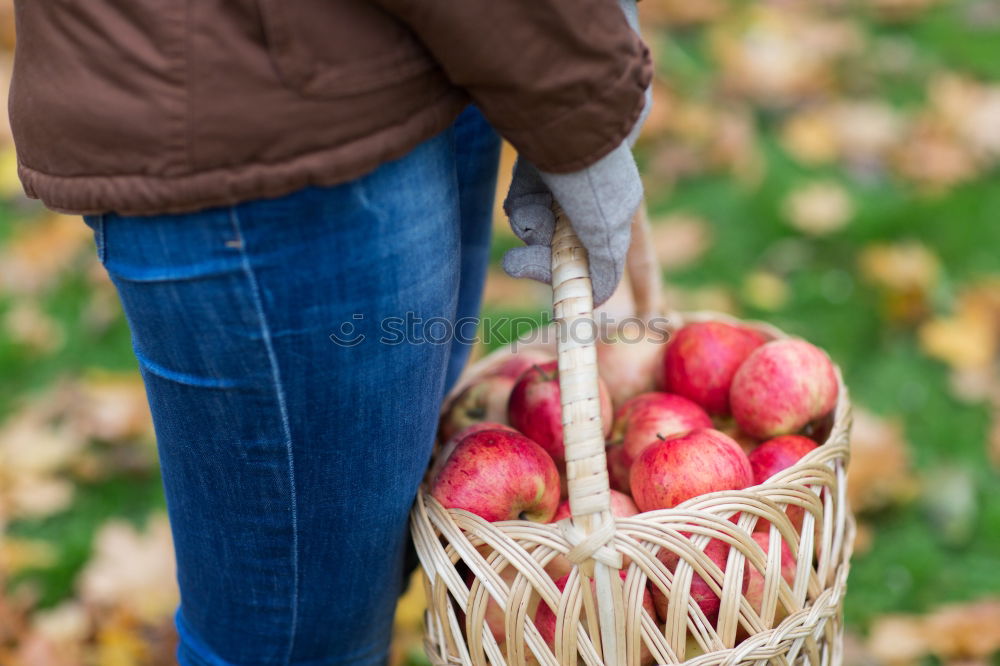 Image, Stock Photo chestnut gatherer Child