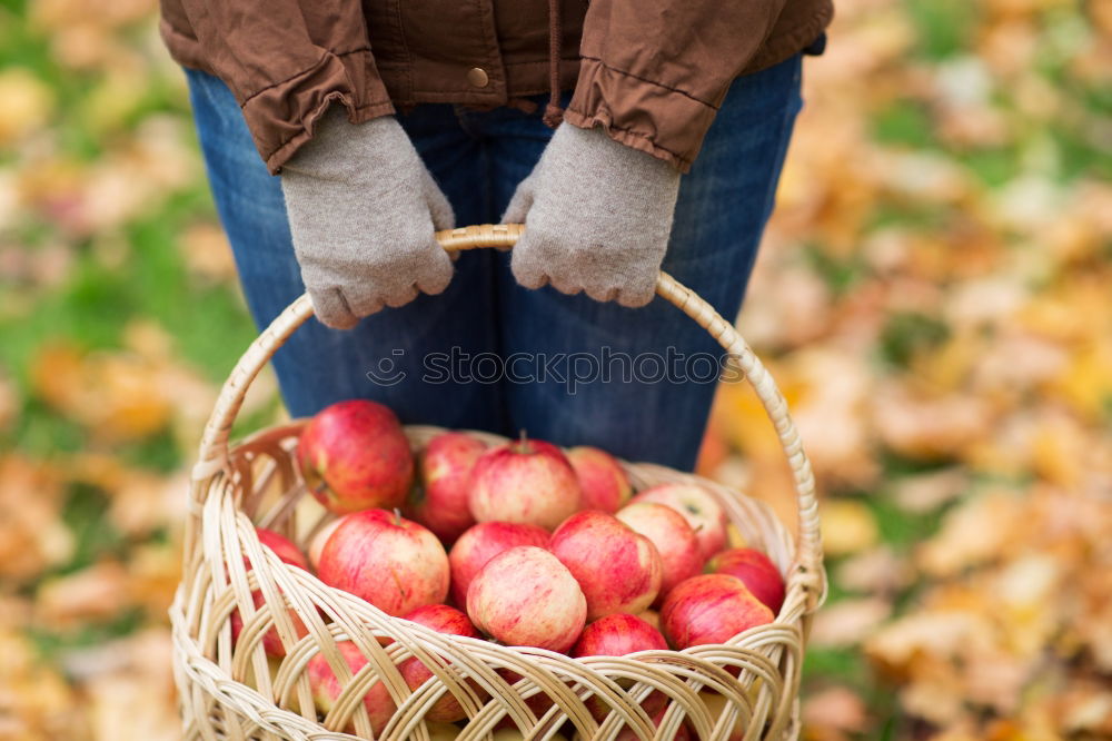 Similar – Apple harvest Gardening