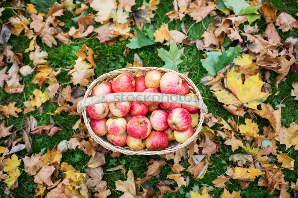 Image, Stock Photo Pretty fallen fruit on a meadow