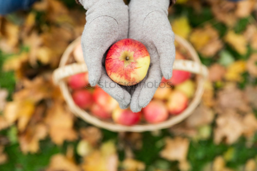 Flatlay of woman’s hands holding red ripe organic apples