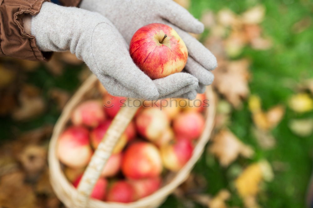 Similar – Apple harvest Gardening