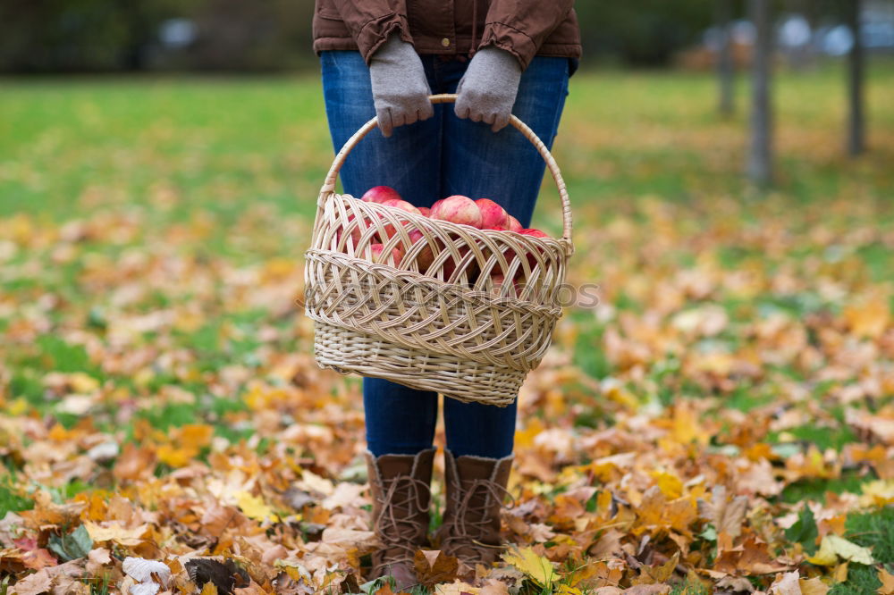 Similar – Image, Stock Photo basket Basket Maize field