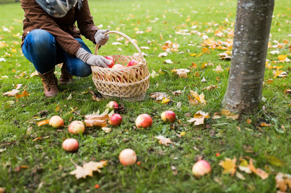 Similar – Image, Stock Photo chestnut gatherer Child