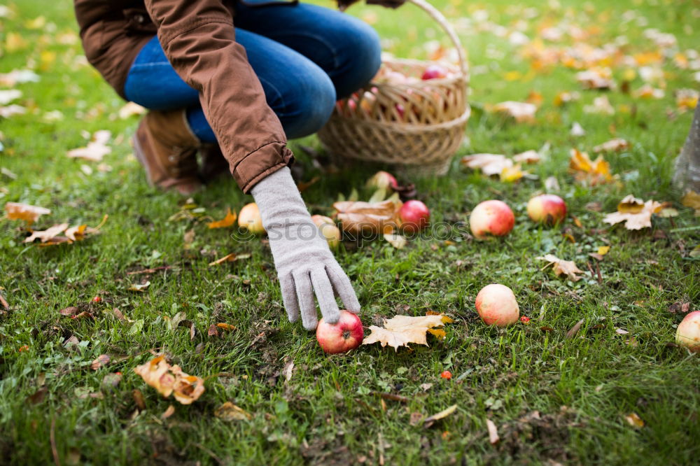 Similar – Young man harvesting apples