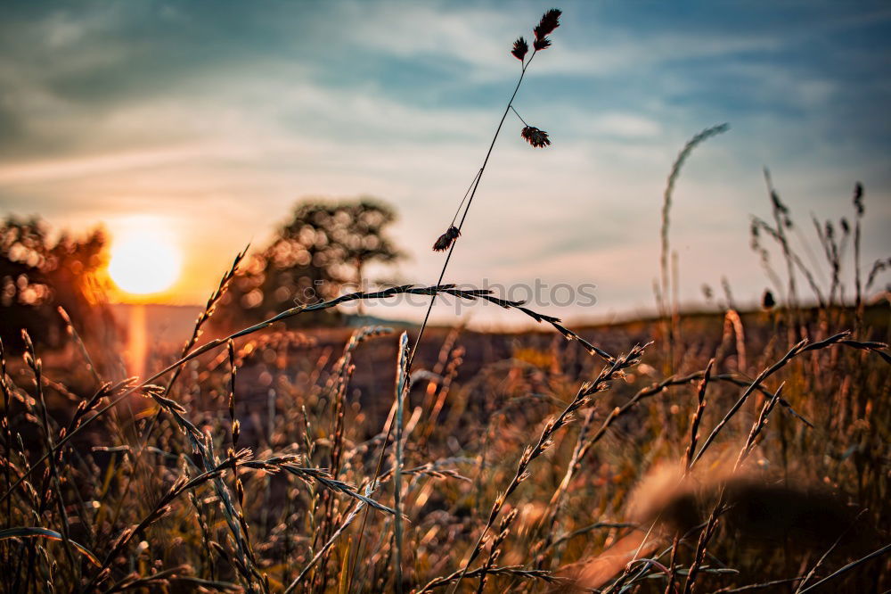 Similar – Image, Stock Photo Against the light of the evening sun