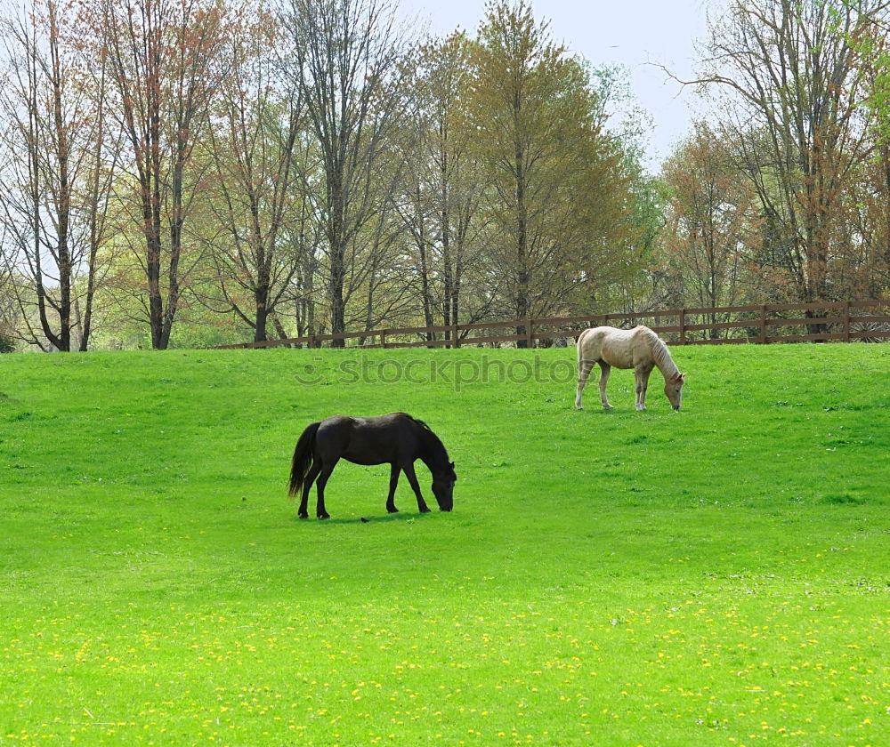 Similar – Dieters Fohlen Natur