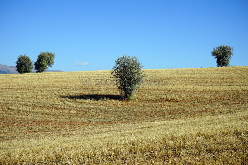 Similar – Image, Stock Photo harvest time Environment