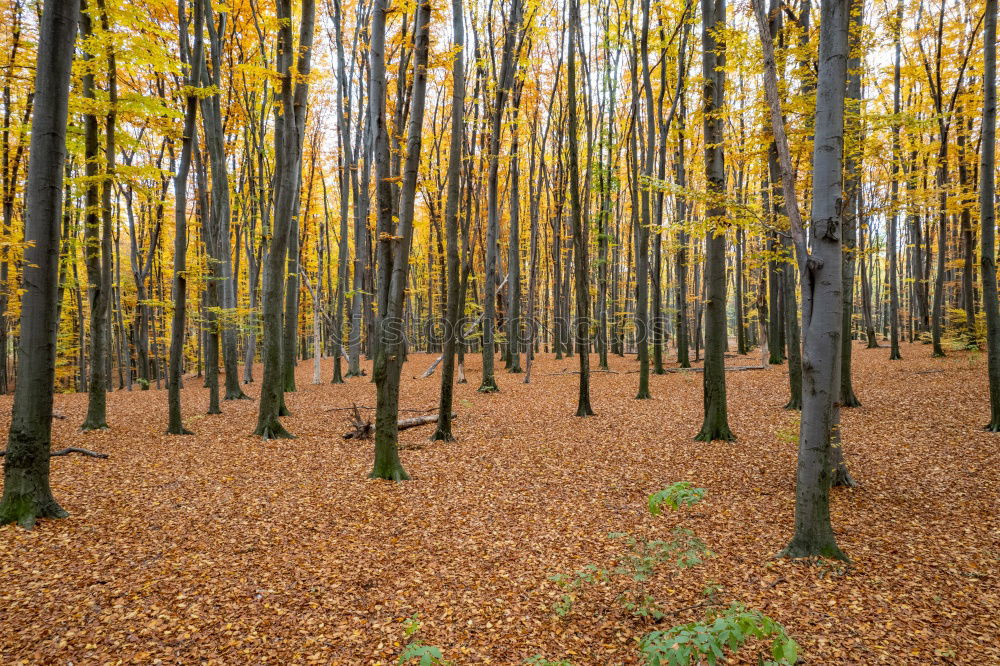 Similar – autumn forest Well-being