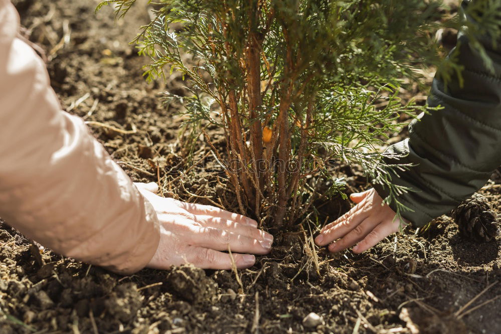 Image, Stock Photo Hobby gardener plants rosemary in a raised bed