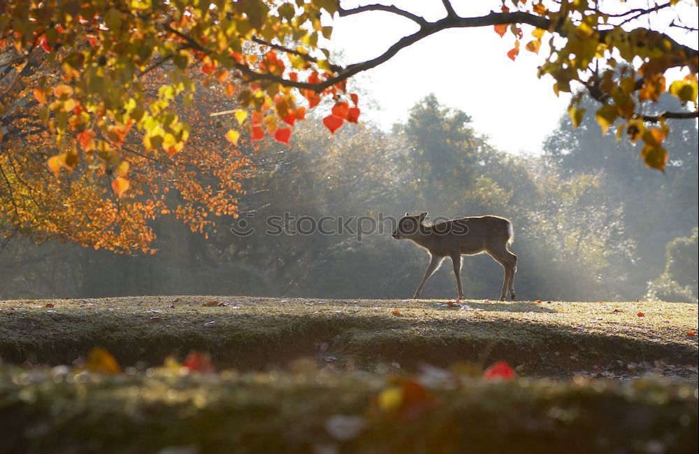 Similar – deers on rural road