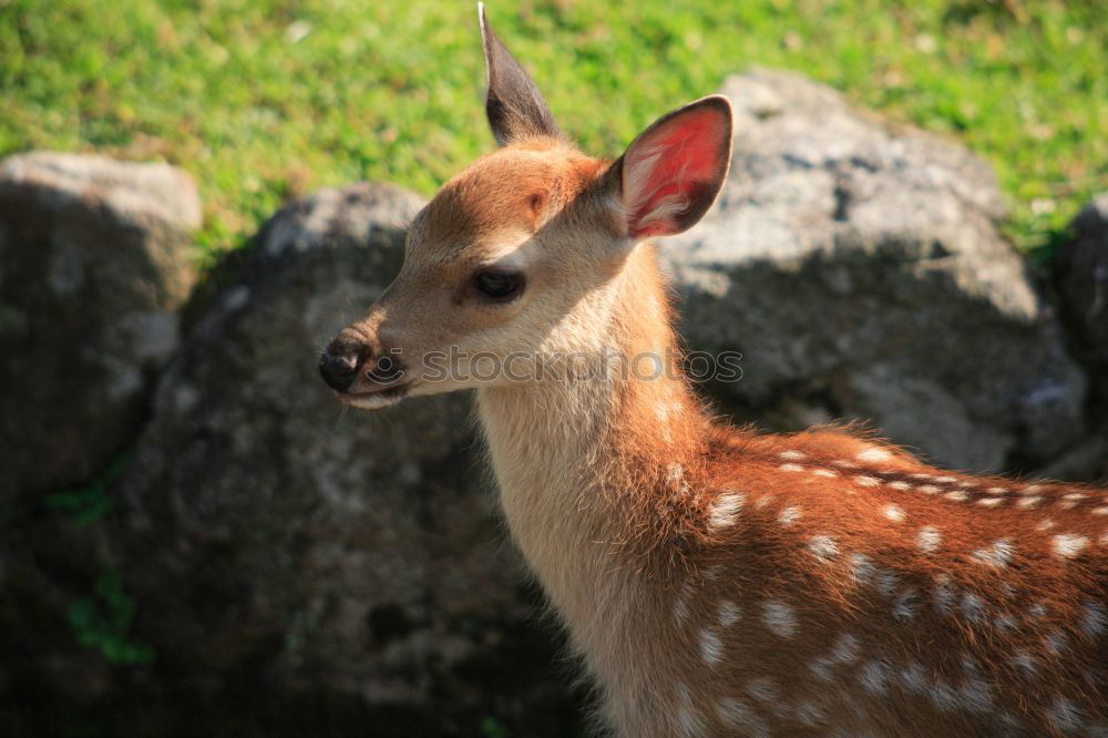 Similar – Image, Stock Photo impala look