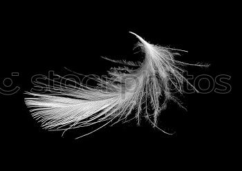 Similar – Image, Stock Photo Swan feather against a black background